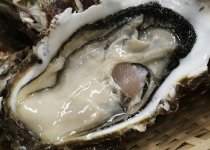厚岸産牡蠣アップ