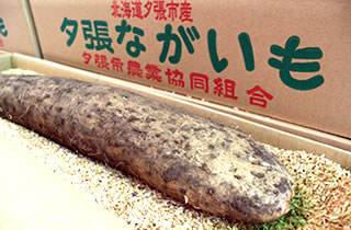 夕張産長いも4Lサイズ